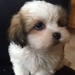 Meet your Posher, Tanisha